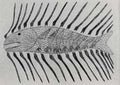 Creatures of the Deep