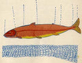Dream Fish