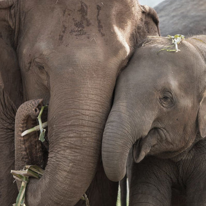 A touching moment between an adult elephant and a calf, embodying the essence of love and connection, reminiscent of the values represented by the Elephant Love Silver Necklace. This heartfelt imagery aligns with the themes of spiritual jewelry and talismans.