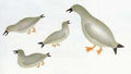 Family Gathering of Birds