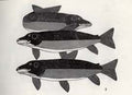 Irkaluk (Fish)