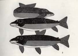 Irkaluk (Fish)