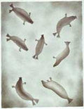 Playing Seals