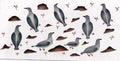Ptarmigan in Spring