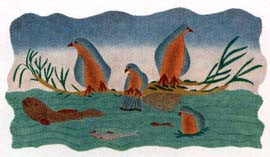 River Birds