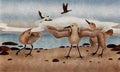 Shore Birds